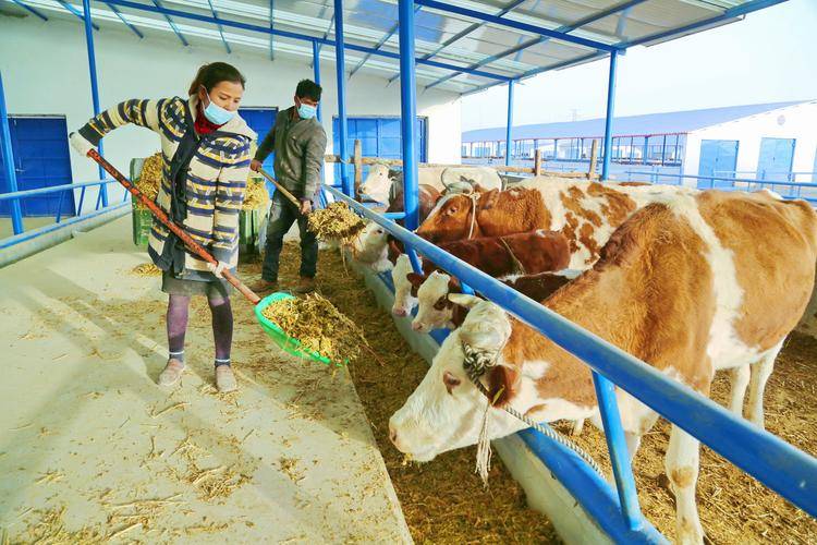 Sodium Bicarbonate in Cattle Feed